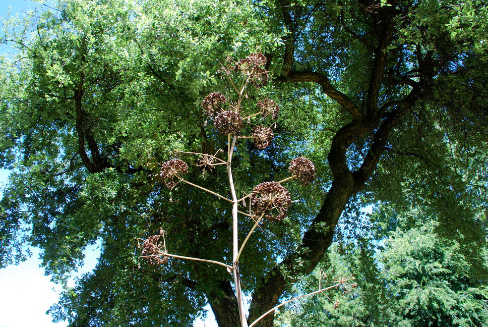 Orto Botanico_038.JPG